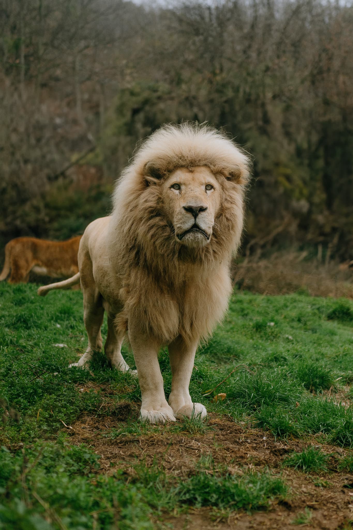 Le lion du parc animalier de Casteil