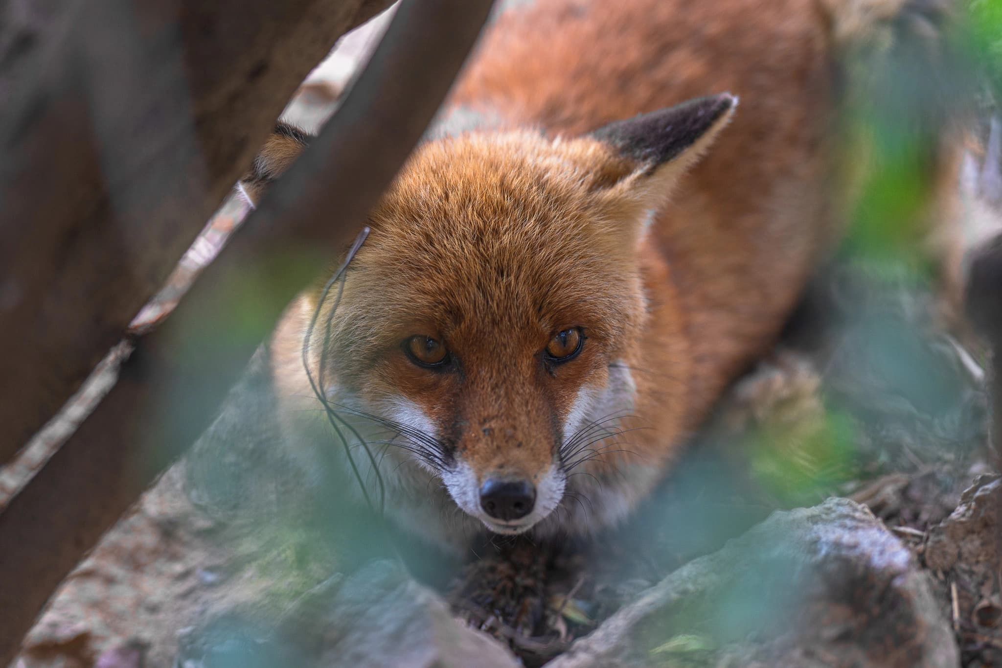 Parc Animalier de Casteil