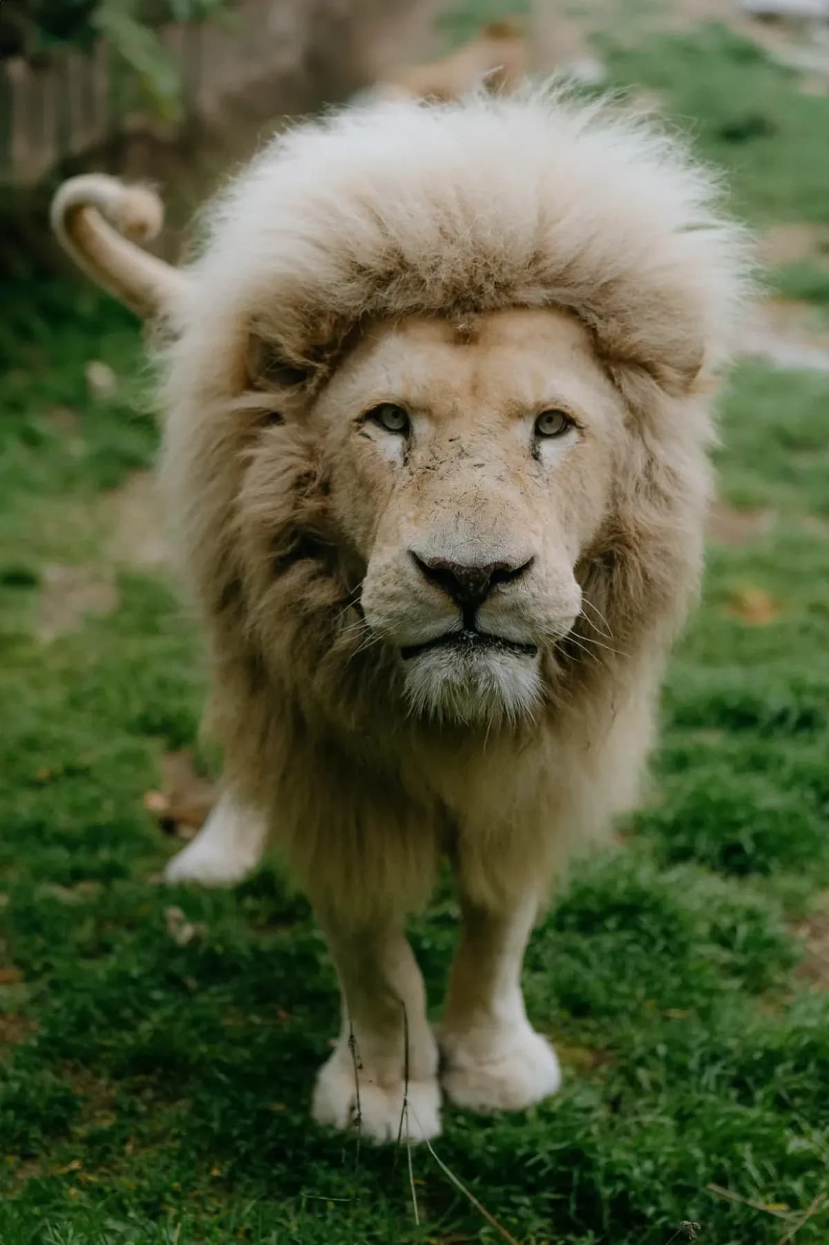 White lion in the grass