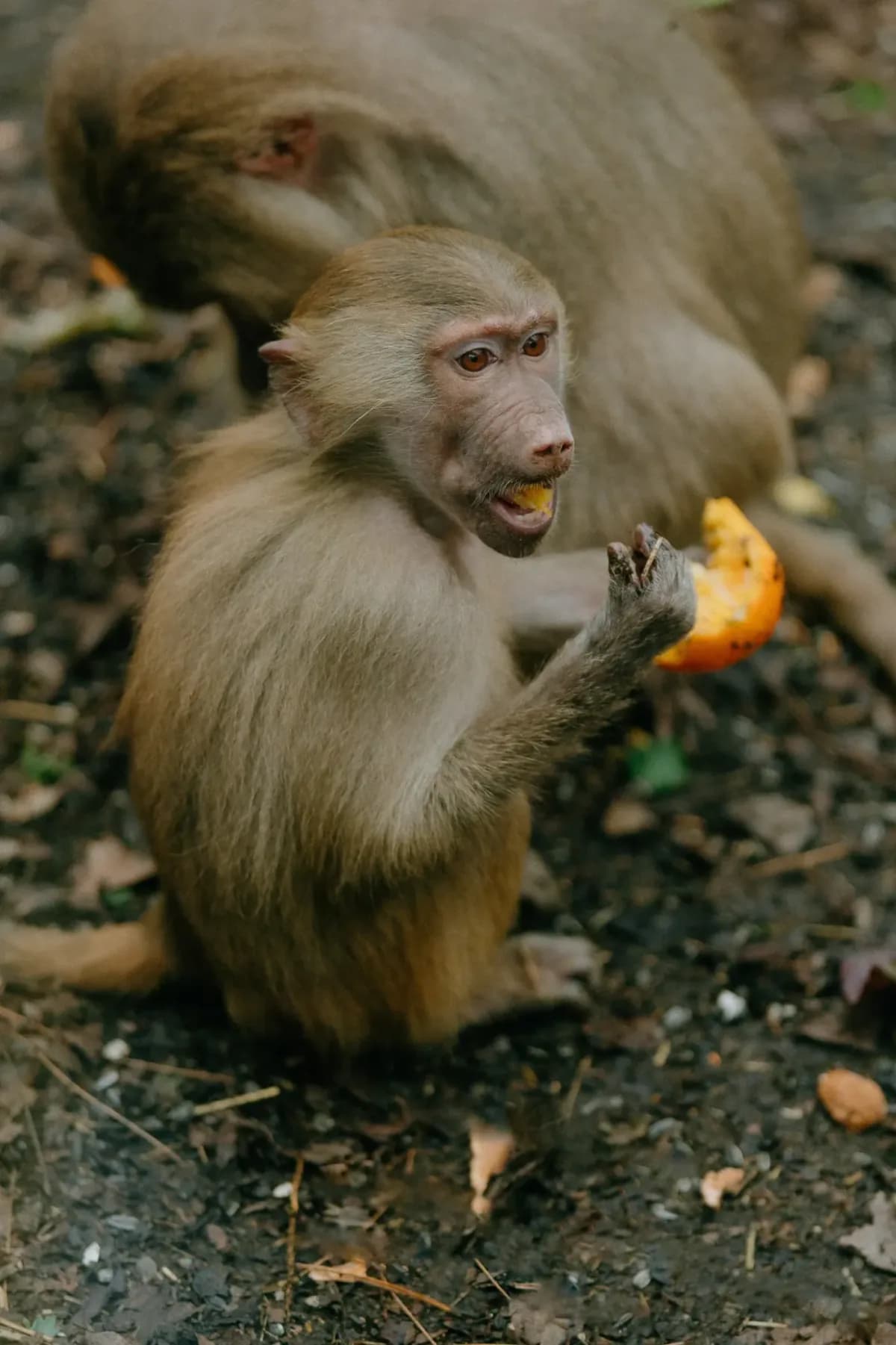 Baboon eating fruit