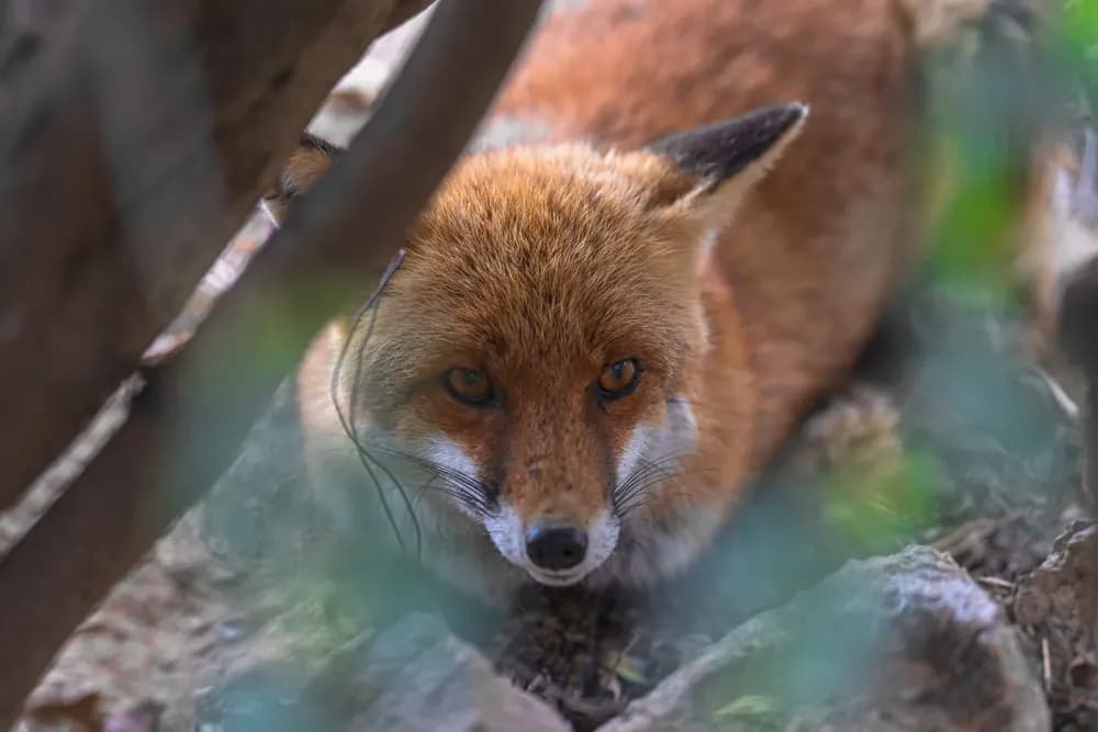 A fox looking into the lens