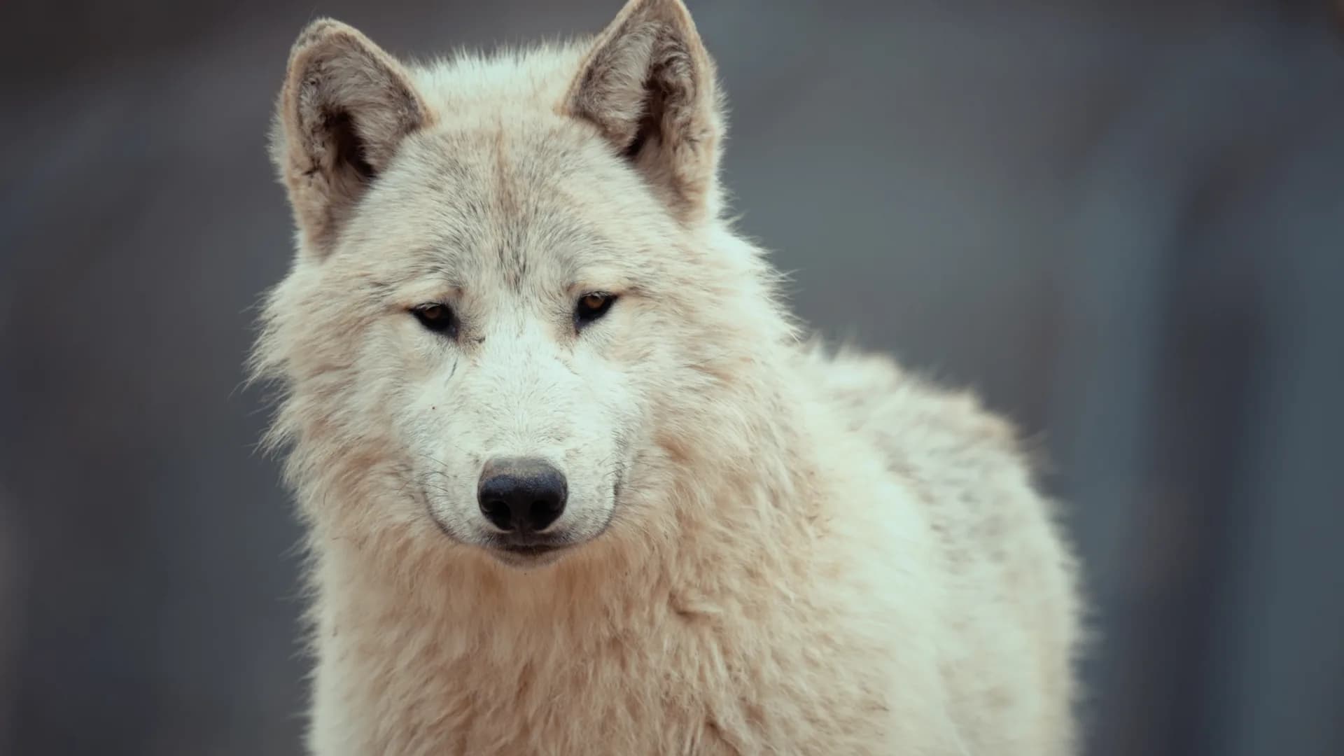 Un loup blanc, à Casteil